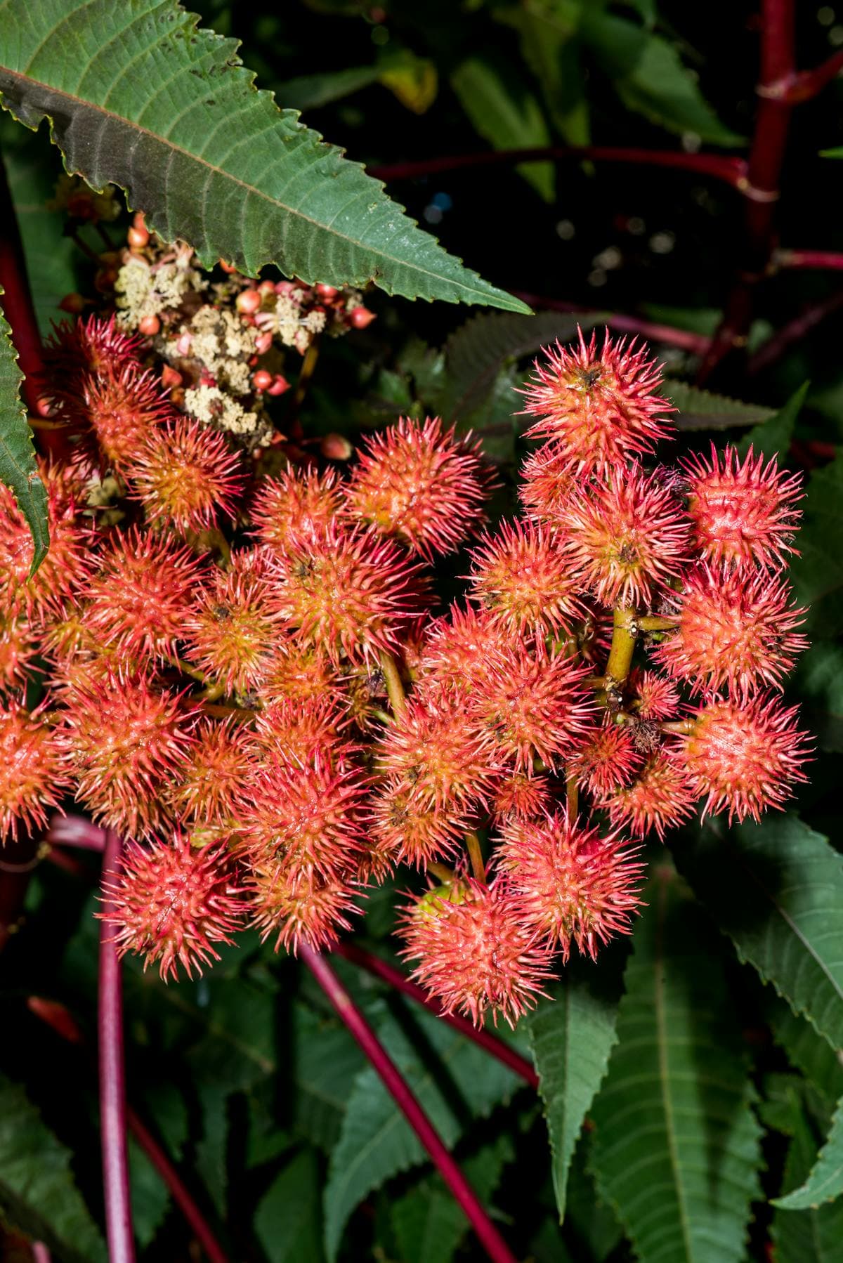 Undecylenic acid ingredient guide for nail health products